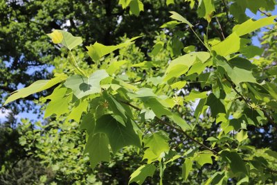 Liriodendron x Chapel Hill - liliovník čínský a tulipánokvětý - listy léto 1